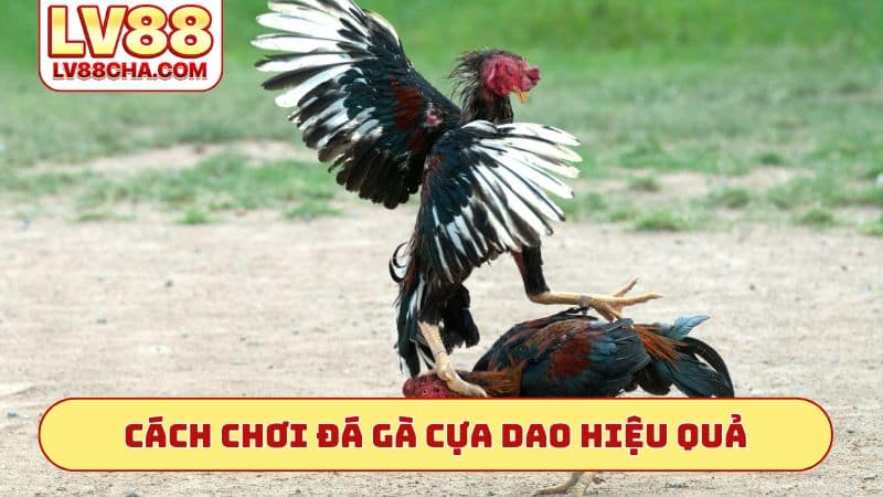 Cách chơi đá́ gà cựa dao hiệu quả
