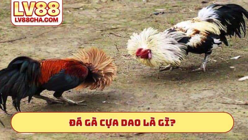 Đá́ gà cựa dao là gì?