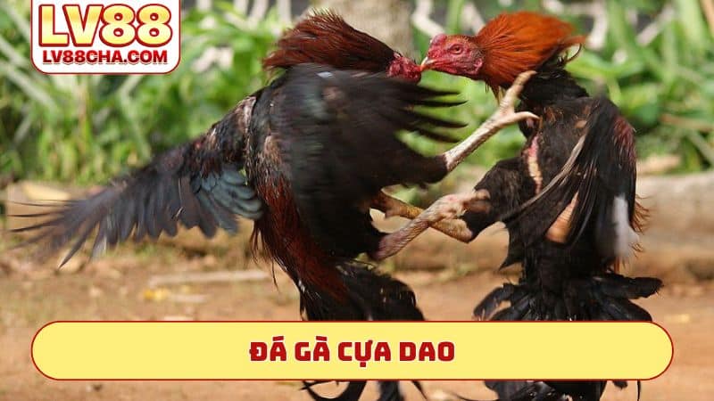 da-ga-cua-dao