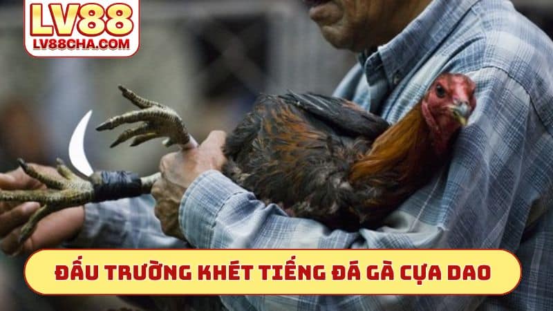 Đấu trường khét tiếng đá́ gà cựa dao